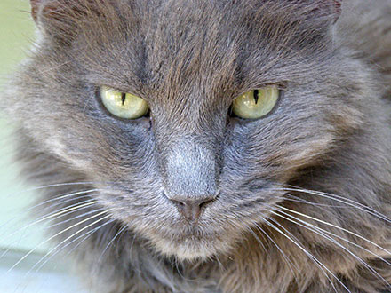 Nebelung