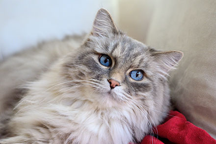 Grey Norwegian Forest Cat