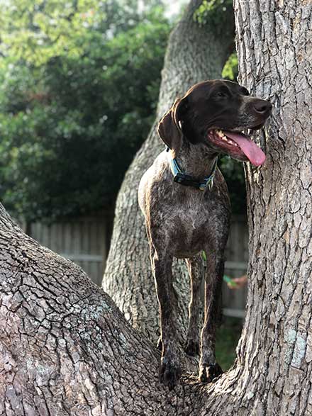 German Shorthaired Pointer stood in a tree