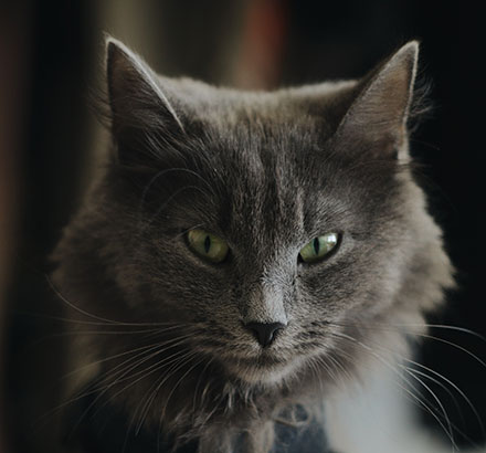 Nebelung