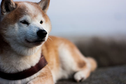 Shiba Inu