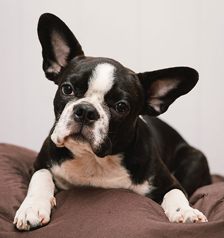 how much should i pay for a boston terrier