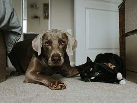 Best dog for first time owners with sales cats