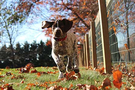 German Shorthaired Pointer puppy running