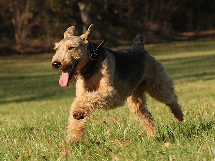Welsh Terrier