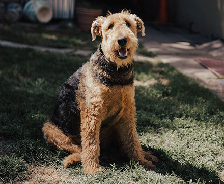 Welsh Terrier